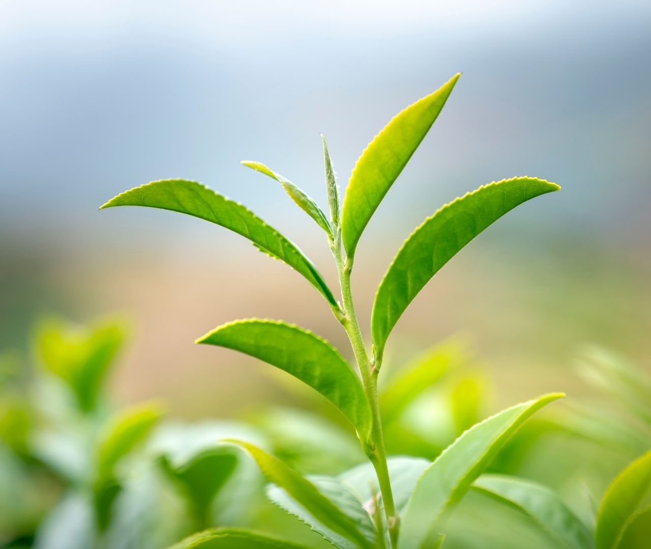 品牌故事-茶園
